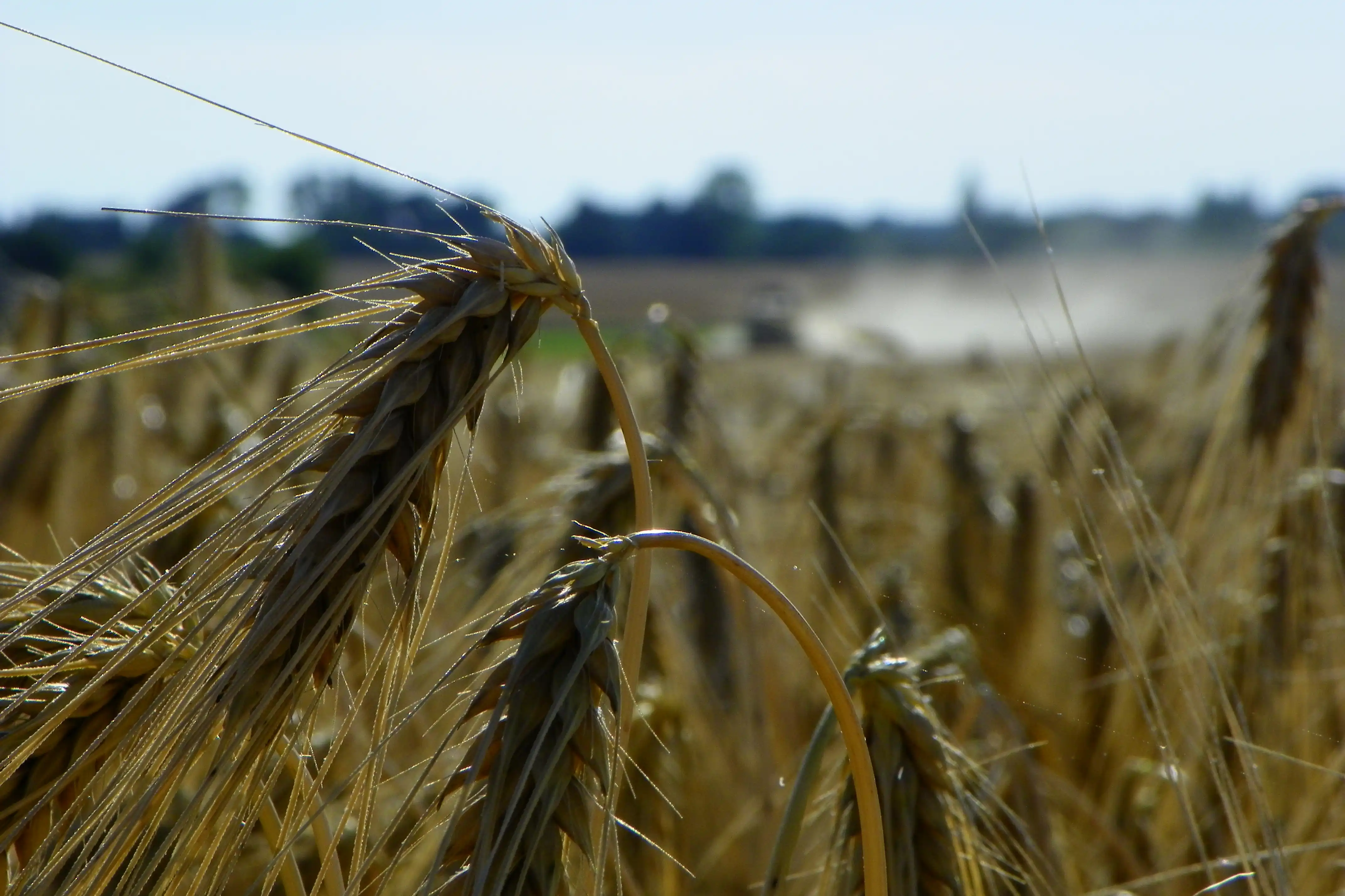 Energie aus dem Korn ...