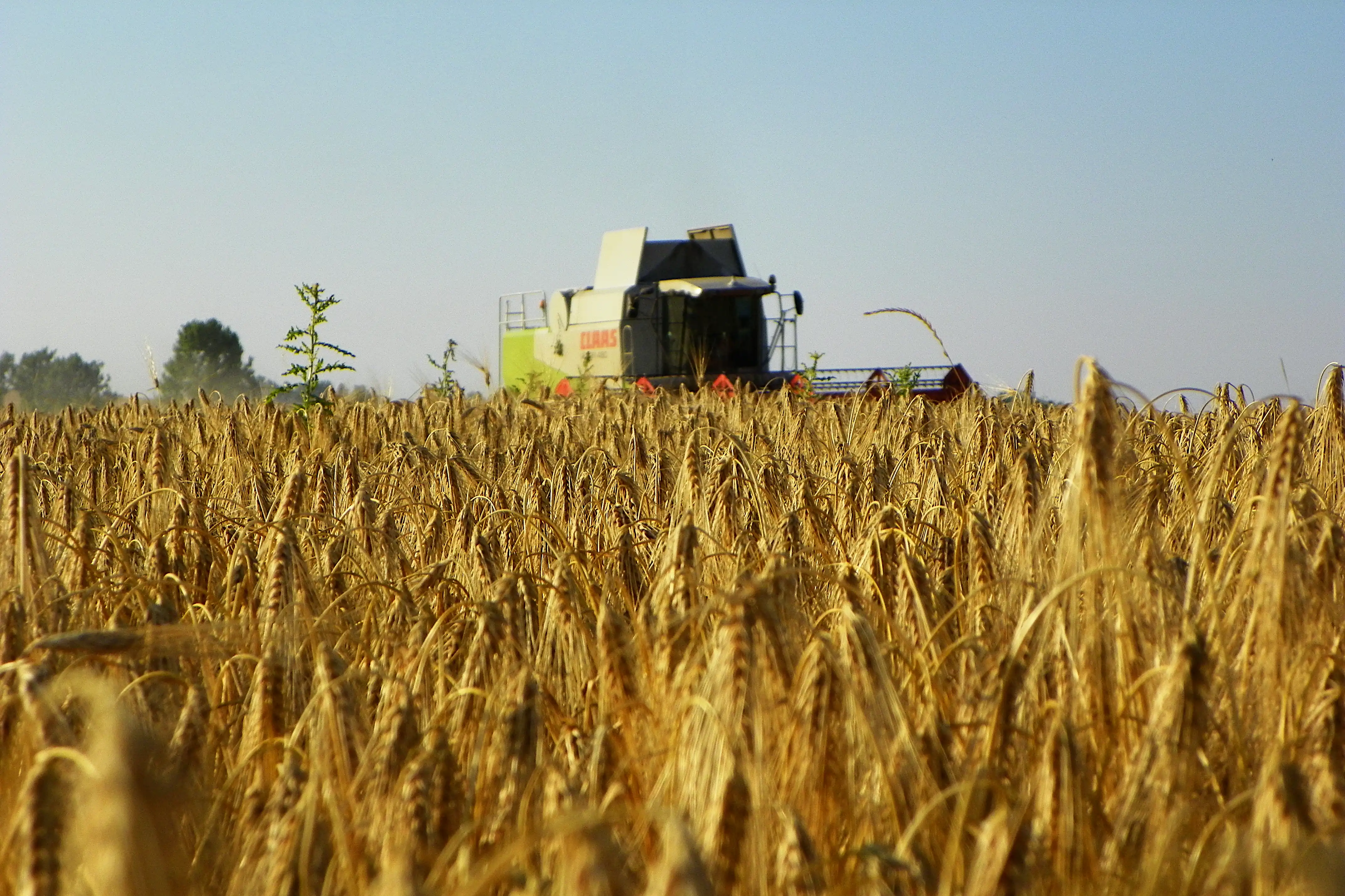 ... rechzeitig geerntet.