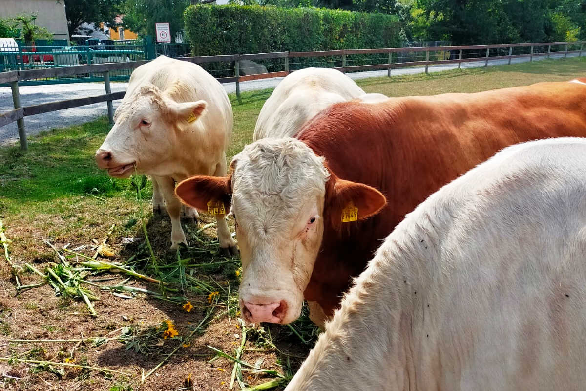 ... mit viel Auslauf ...